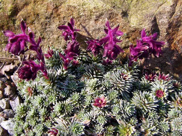 Saxifraga sempervivum 'Afrodite'